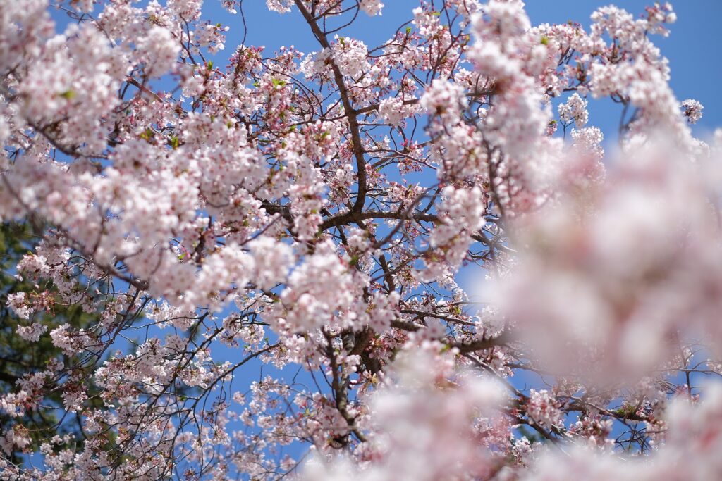 Kirschblütenvorhersage 2021