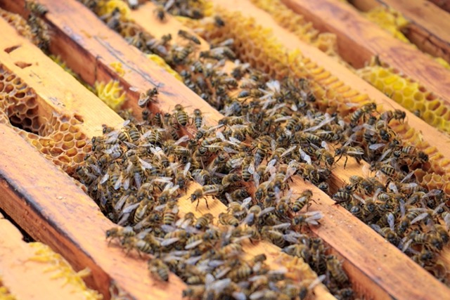 Manuka Honig kaufen: Hochwertige Naturkraft von Manuka4Life